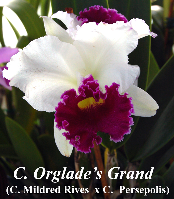 C. Orglade\'s Grand 4-inch pot